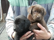 abby_1._wurf_doehrens_hunde_large.jpg