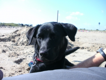 Frida in der Meeresbrise.