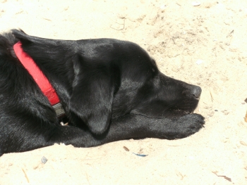 Frida entspannt.