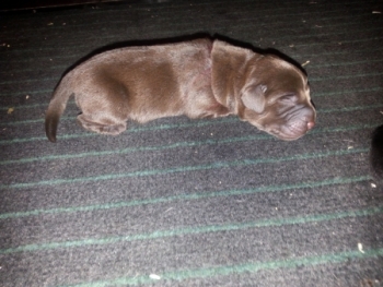 Brauner Labradorwelpe 1 Woche alt.