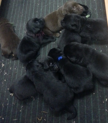 Alle unsere Labradorwelpen am 23.08.16 (2 Wochen und 2 Tage alt)