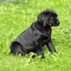 Labradorwelpe Carlo, sucht seine Familie