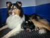 Colliewelpen von Penny-Lane am 30.08.2016