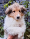 05.01.2021, Colliebub Gordon-Leo