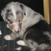 Blue Merle