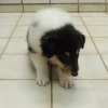 Weißer Colliebub mit tricolour Abzeichen (noch zu haben)