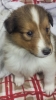 Colliewelpe, Rüde sable. Gut 4 Wochen alt.