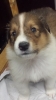 Colliewelpe, Rüde sable. Gut 4 Wochen alt.