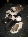 8 kleine Lassies