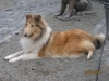Collie Hope