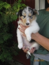Blue merle Hündin (vergeben)