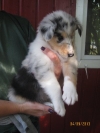Blue merle Rüdchen (frei)