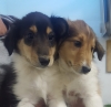 2 Mädels, gut 8 Wochen alt und noch herrenlos.